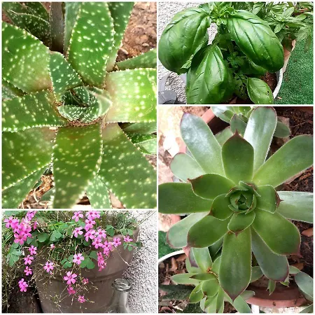 Apartamento L Escapade *